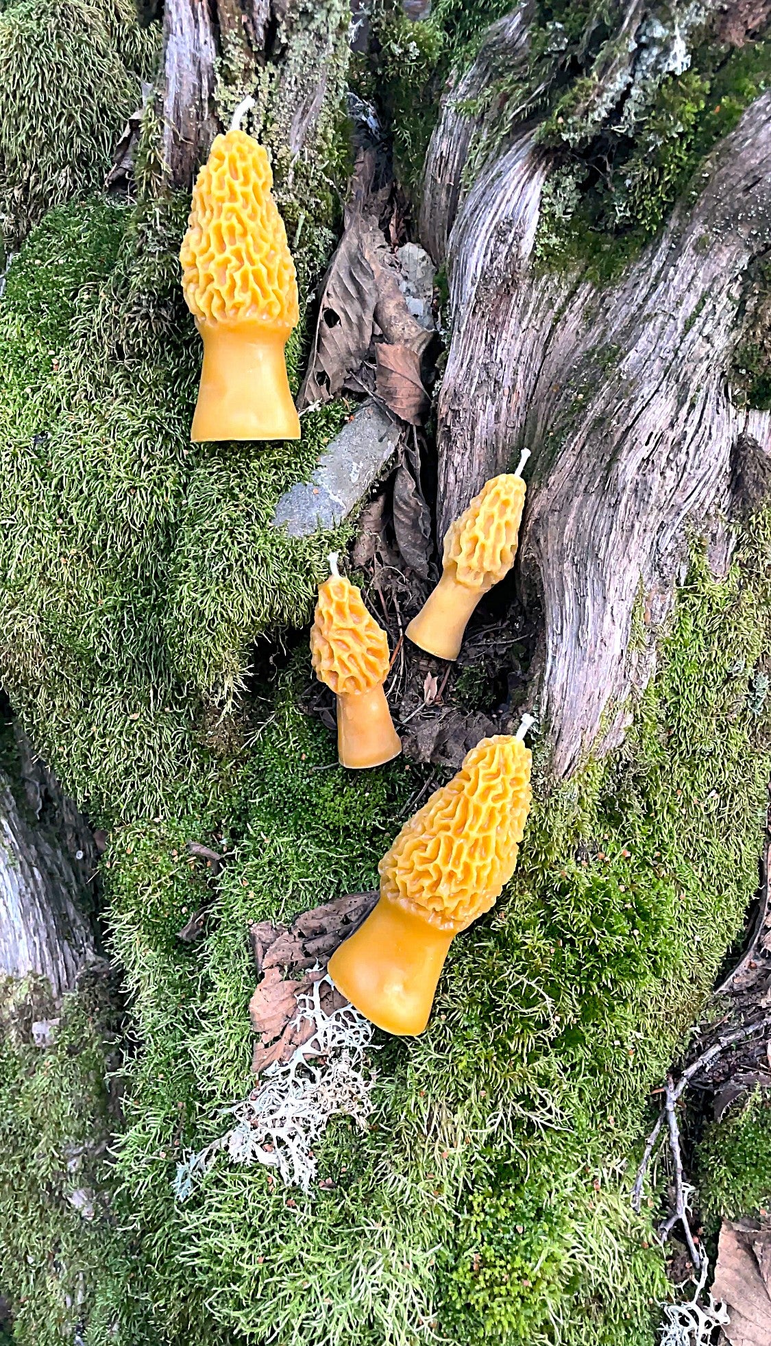 Morel Mushroom Candles
