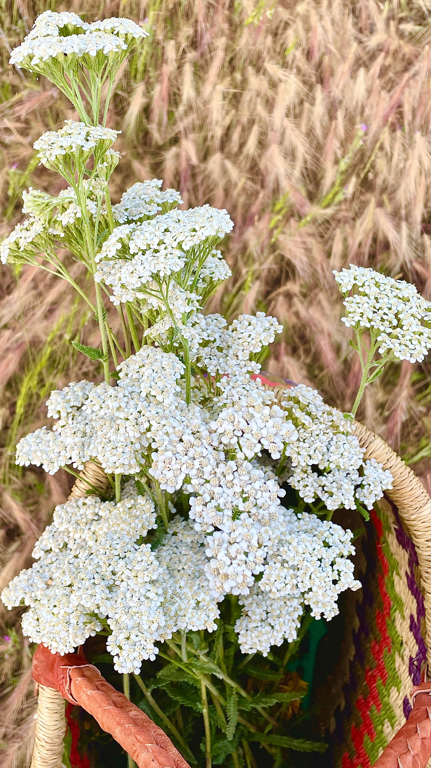 Yarrow Bleed Stop Powder