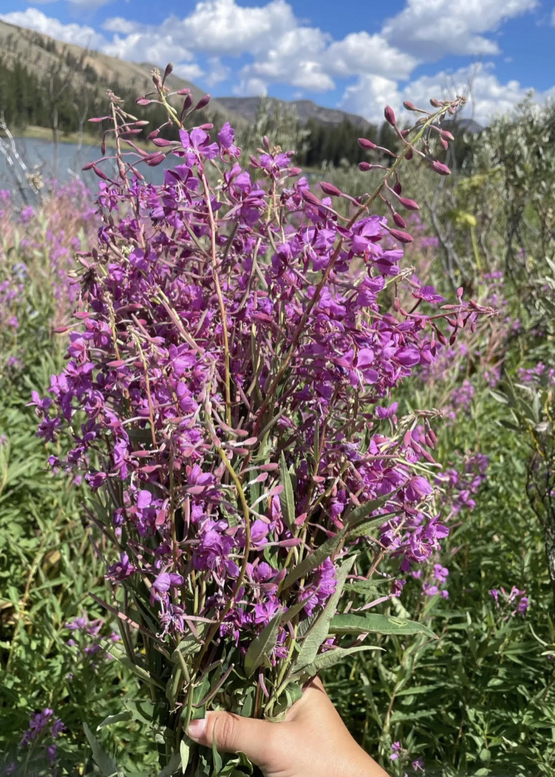 Fireweed Tincture