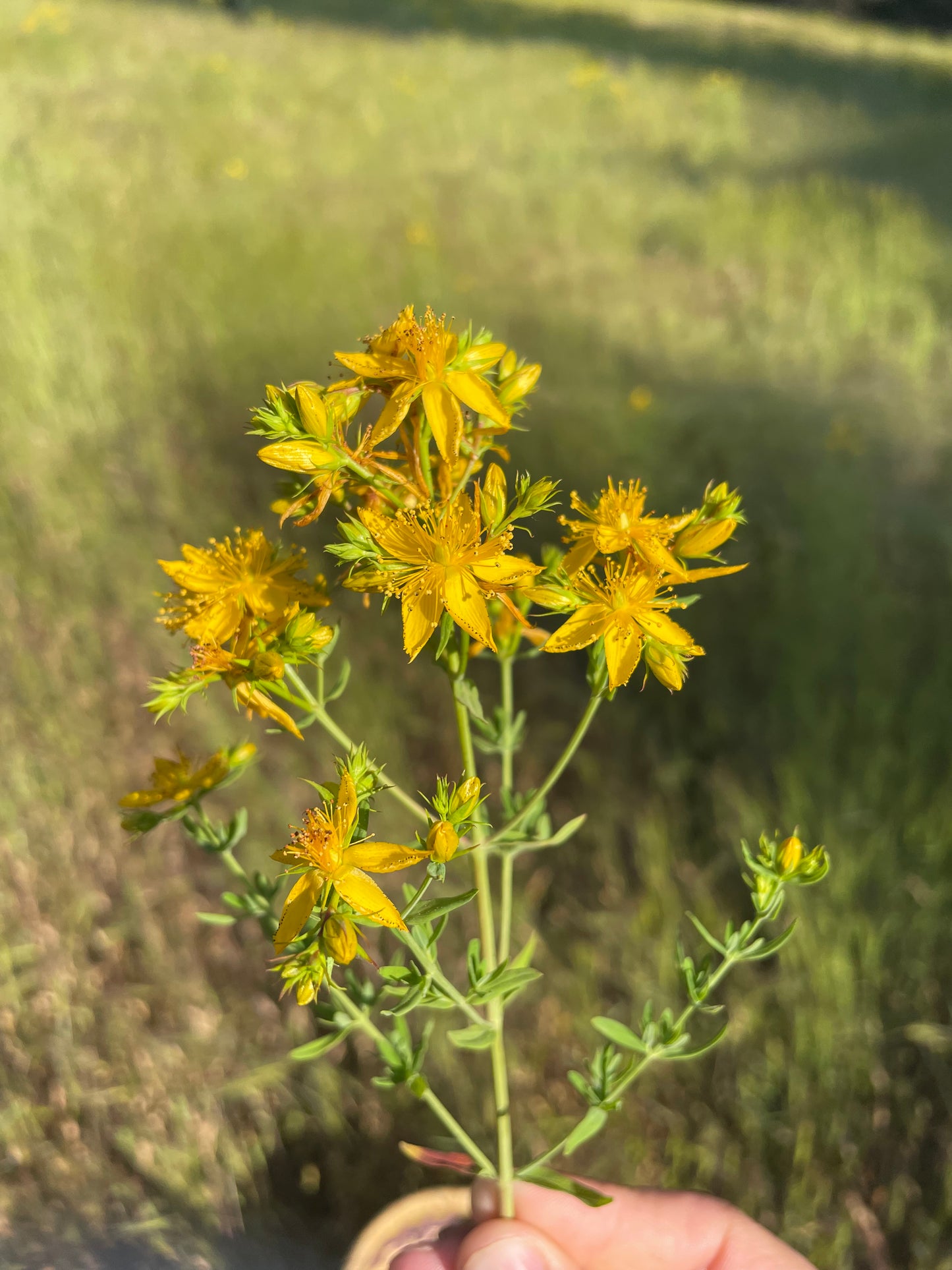 St. John's Wort Tincture